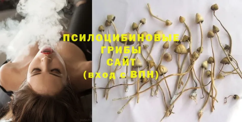 закладки  Бугульма  Галлюциногенные грибы GOLDEN TEACHER 